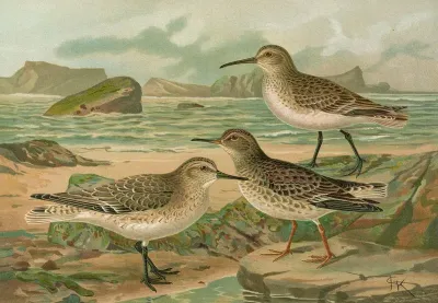 Tringa Canutus Tringa Subarcuata Tringa Maritima Brunn