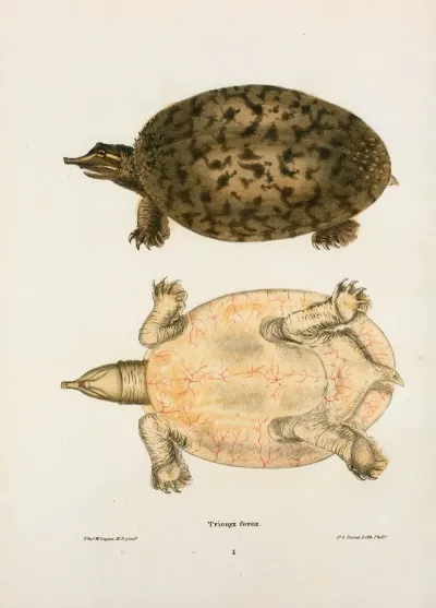 Trionyx Ferox