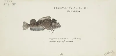 Tripterygion Robustum Nz Estuarine Triplefin