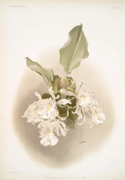 Trischopilia Suavis Alba