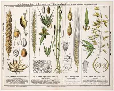 Triticum Vulgare Secale Cereale Hordeum Distichum Avena Sativa Tarwe Rogge Gerst Haver
