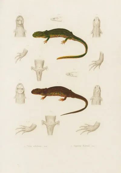 Triton Nebulosus Euproctus Rusconii