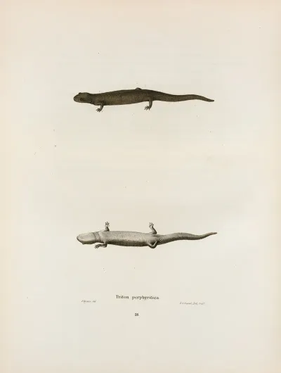 Triton Porphyriticus 2