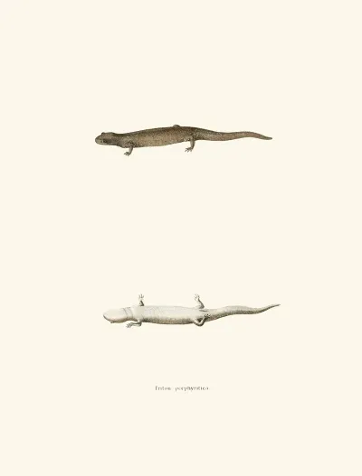 Triton Porphyriticus