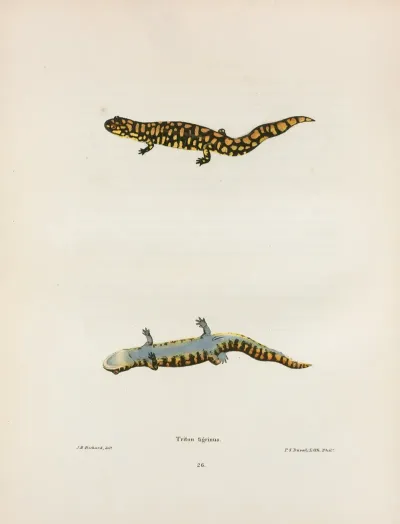 Triton Tigrinus 2