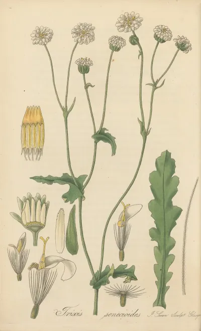 Trixis Senecioides