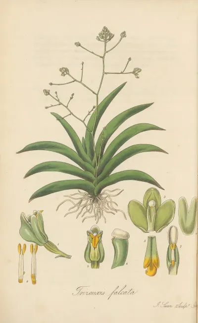 Trizeuxis Falcata