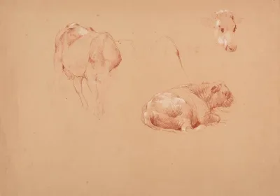 Trois Etudes De Boeufs