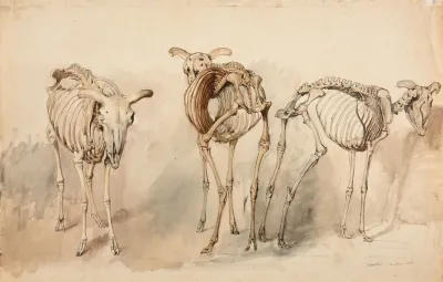 Trois Etudes De Squelettes De Moutons