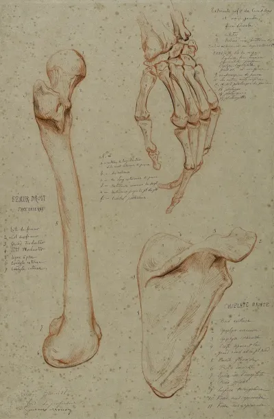 Trois Etudes Femur Droit Main Gauche Face Dorsale Omoplate Droite