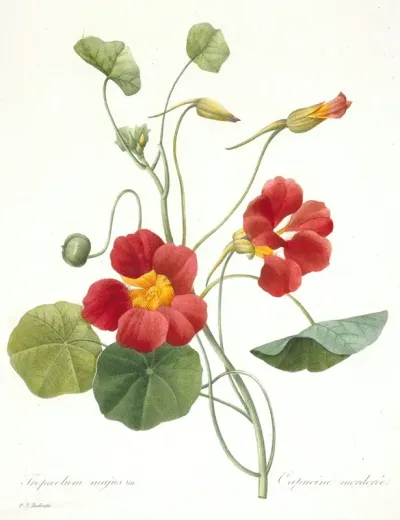 Tropaeolum Majus Garden Nasturtium