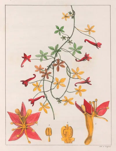 Tropaeolum Pentaphyllum 2