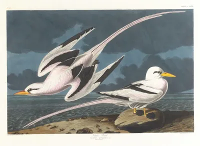 Tropic Bird