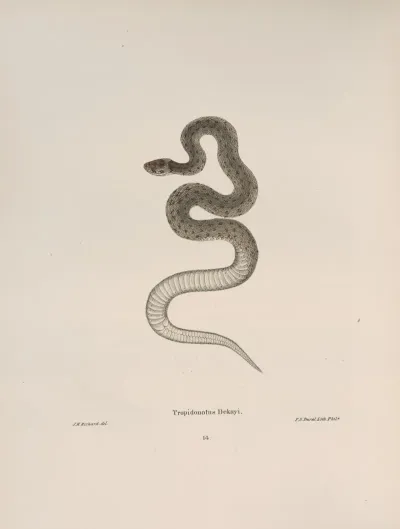 Tropidonotus Dekayi