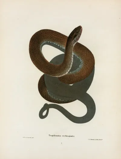 Tropidonotus Erythrogaster
