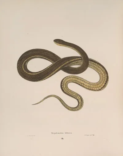 Tropidonotus Leberis