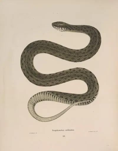 Tropidonotus Ordinatus