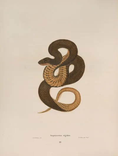 Tropidonotus Rigidus