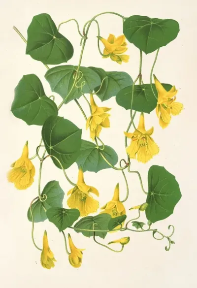 Tropoeolum Chrysanthum