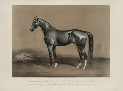 Trotting Stallion Mambrino Champion Owned By M F Foote