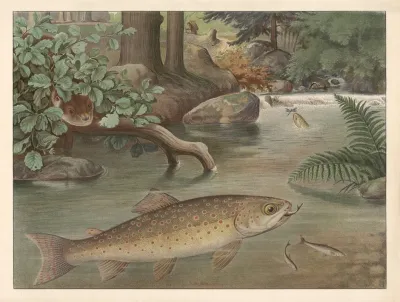 Trout 2
