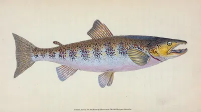Trout Salmo Fario