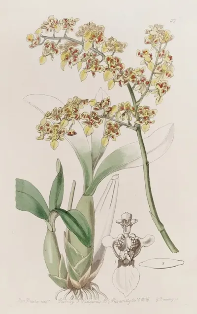 Trowel Lipped Oncidium