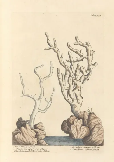True White Coral White Coral Of The Shops