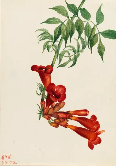 Trumpet Creeper Bignonia Radicans