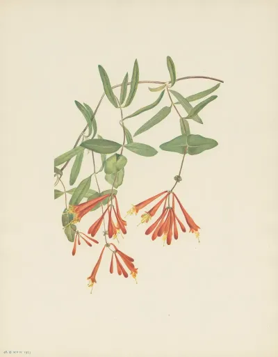 Trumpet Honeysuckle Lonicera Sempervirens 2