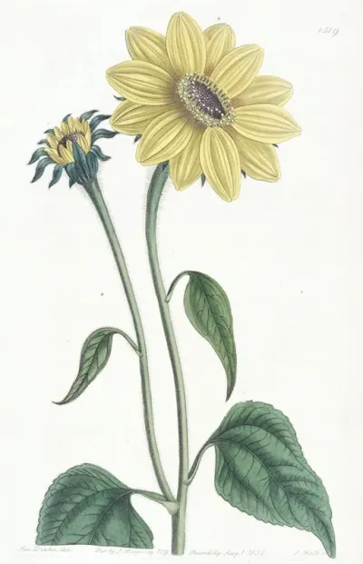 Trumpet Stalked Sun Flower