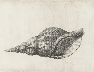 Trumpet Triton Charonia Tritonis