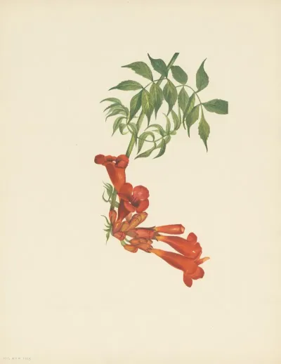 Trumpetcreeper Bignonia Radicans 2
