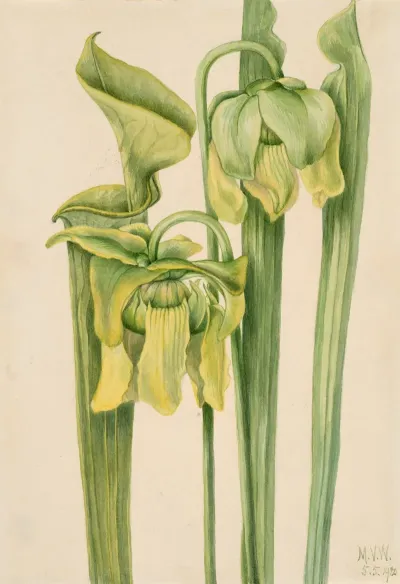Trumpetleaf Sarracenia Flava 2