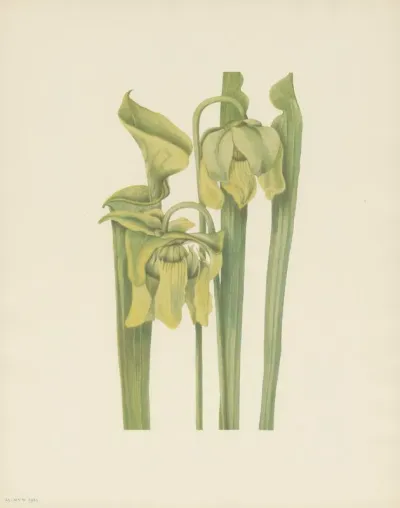 Trumpetleaf Sarracenia Flava 3