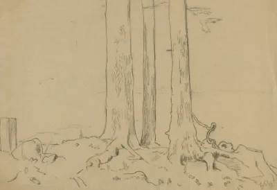 Trunks Of Three Trees