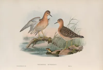 Tryngites Rufescens Buff Breasted Sandpiper