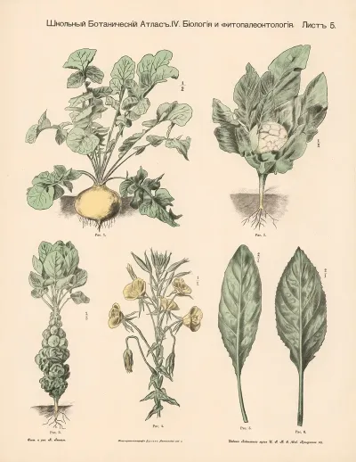 Tuber And Cabbage Plants