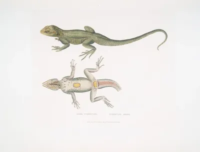 Tubercled Agama Agama Tuberculata