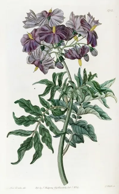 Tuberless Solanum