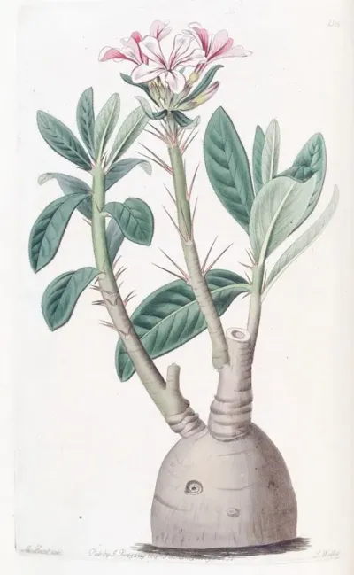Tuberous Pachypodium