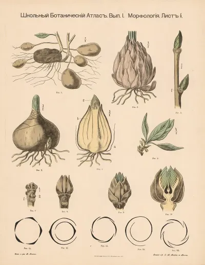 Tubers Etc