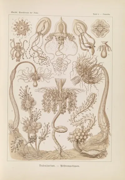 Tubulariae Rohrenpolnpen