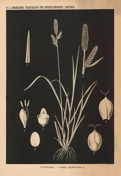 Tufstarr Carex Caespitosa L
