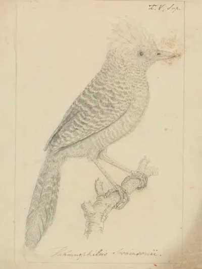 Tufted Antshrike