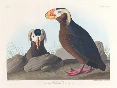 Tufted Auk