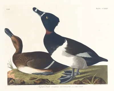 Tufted Duck 2