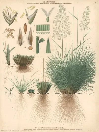 Tufted Hair Grass Sussock Grass