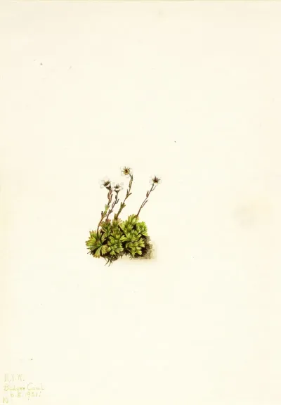 Tufted Saxifrage Saxifraga Caespitosa 2