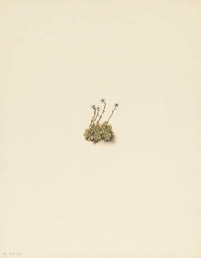 Tufted Saxifrage Saxifraga Caespitosa 3